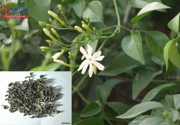 Chè vằng - Hình ảnh 3