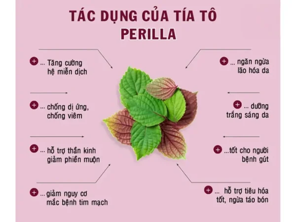 Trà tía tô túi lọc - Hình ảnh 3