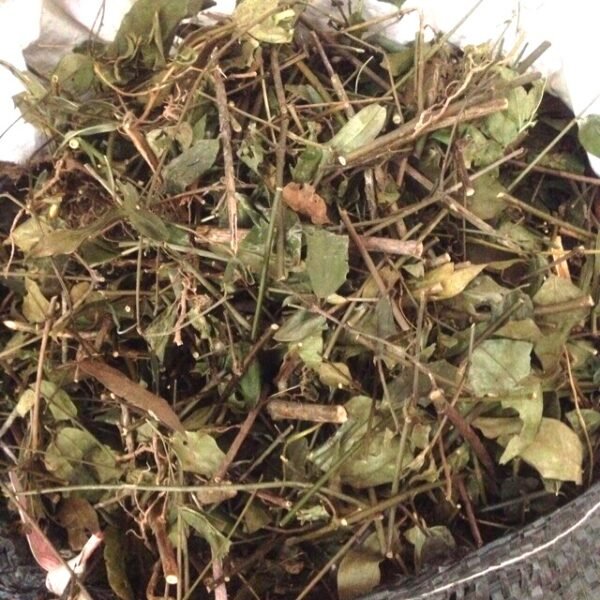 Chè vằng - Hình ảnh 4